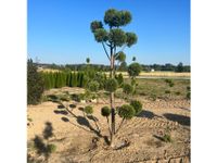 Zypresse Gartenbonsai / Formgehölz - Pon Pon / Kugeln Bayern - Elsendorf Vorschau