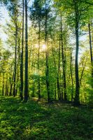 Suche Wald | Waldstück im Wiehengebirge und Teutoburger Wald Nordrhein-Westfalen - Rödinghausen Vorschau