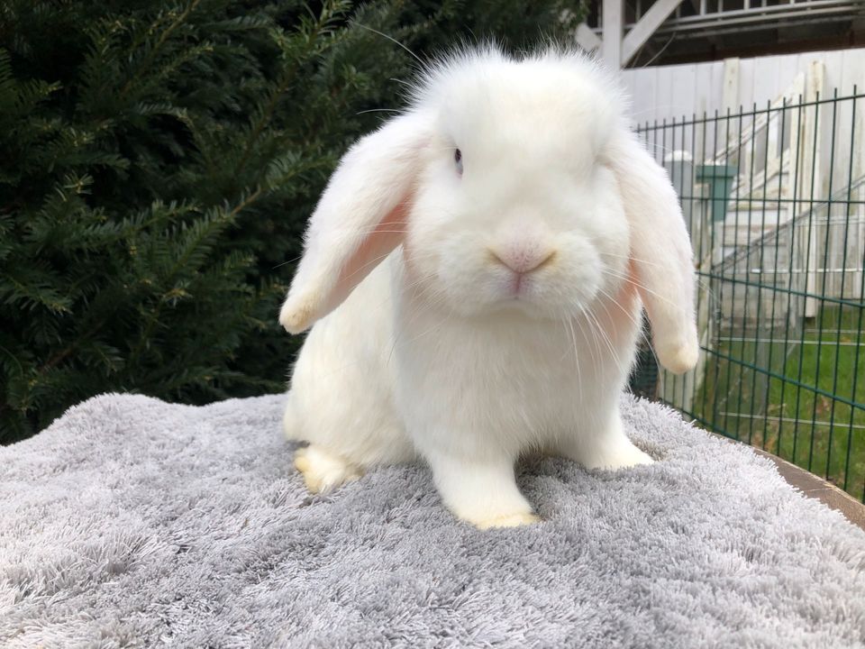 Kastrat, Rammler, Minilop, Mini Lop in Horneburg