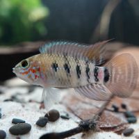 Apistogramma sp. Winkelfleck Jungtiere Nordrhein-Westfalen - Recklinghausen Vorschau