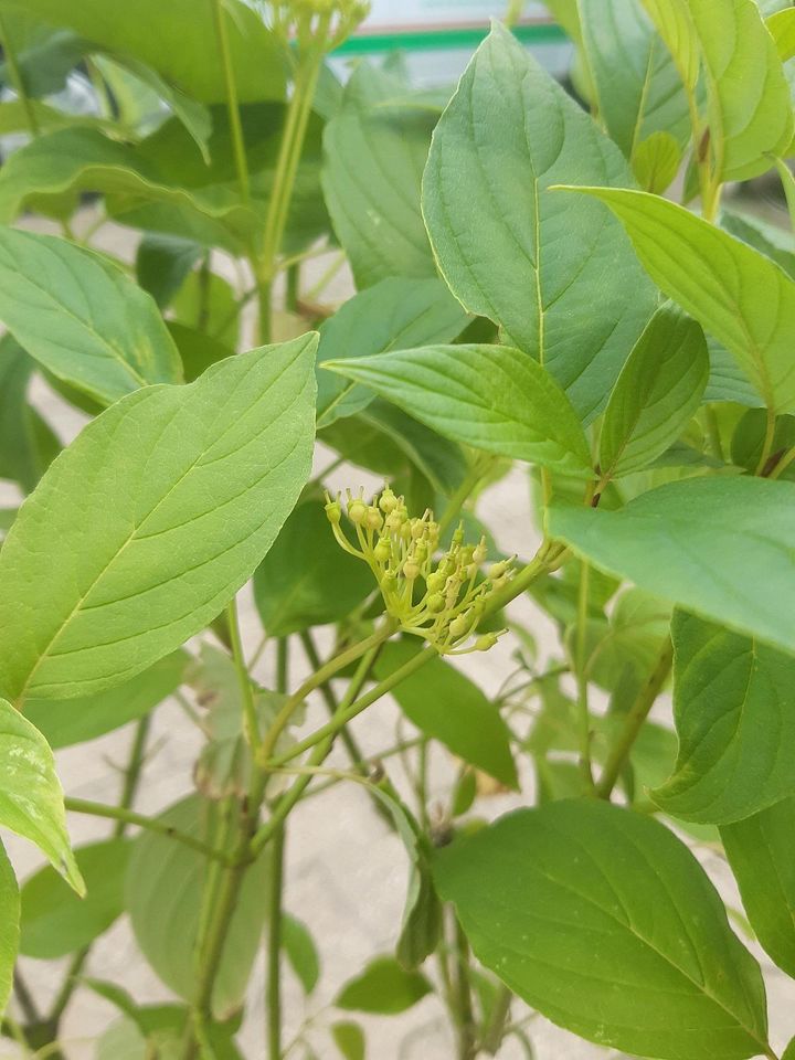 Cornus stolonifera Flaviramea Gelber Hartriegel 60-80cm gross in Simmerath