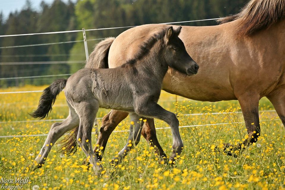 Islandpferd Hengst Fohlen Tölt Isländer groß in Lauterhofen