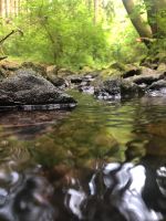 Suchen Waldbesitzer, Bushcrafter, Outdoorbegeisterte Rheinland-Pfalz - Trier Vorschau