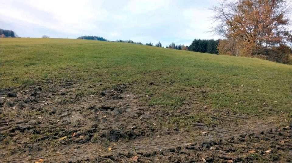 Landw. Geb. sehr stark renov.bed. bzw. abbruchr. In Alleinlage in Neukirchen vorm Wald