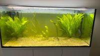 540l Aquarium mit Filter, Heizer, Beleuchtung und Zubehör Hessen - Bebra Vorschau