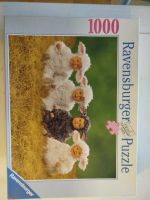 Puzzle 1000 Teile "süße Lämmchen" NEU & OVP von Ravensburger Bayern - Altusried Vorschau