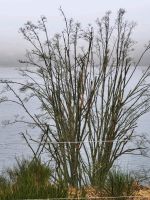 Wald Wiese Garten Grundstück Schalkenmehren Mehren Rheinland-Pfalz - Mehren Vorschau