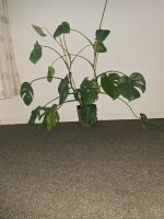 Monstera - Blume, 110 cm hoch Nordrhein-Westfalen - Datteln Vorschau