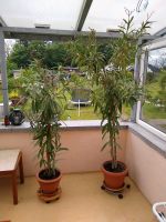 Oleander 1,50m oder 2m Sachsen - Plauen Vorschau