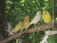 Kanarienvögel, Kanarien verschiedene Farbschläge! gelb, gescheckt Rheinland-Pfalz - Birkenheide Vorschau