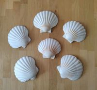 Muschelschalen,6 Stück Niedersachsen - Ilsede Vorschau