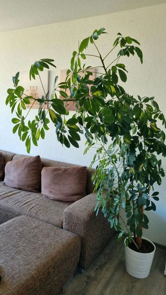 Strahlenaralie , schöne große Zimmerpflanze in Bielefeld