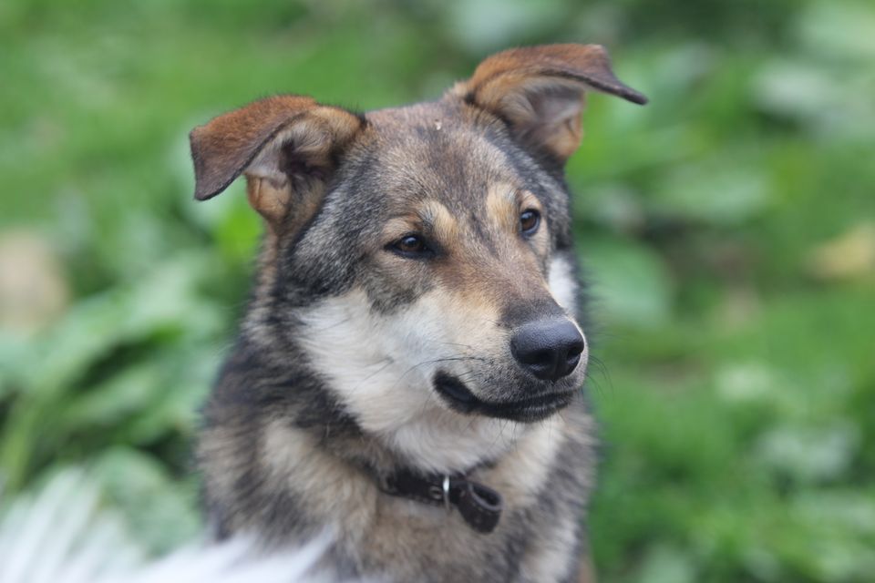 Schäferhund-Mischling PEPPINO sucht Zuhause in Tellingstedt