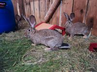 Deutsche Riesen Wild und Schwarz Hasen kaninchen Bayern - Regnitzlosau Vorschau