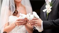 Handtauben weiße Tauben Hochzeit Standesamtliche Nordrhein-Westfalen - Hiddenhausen Vorschau