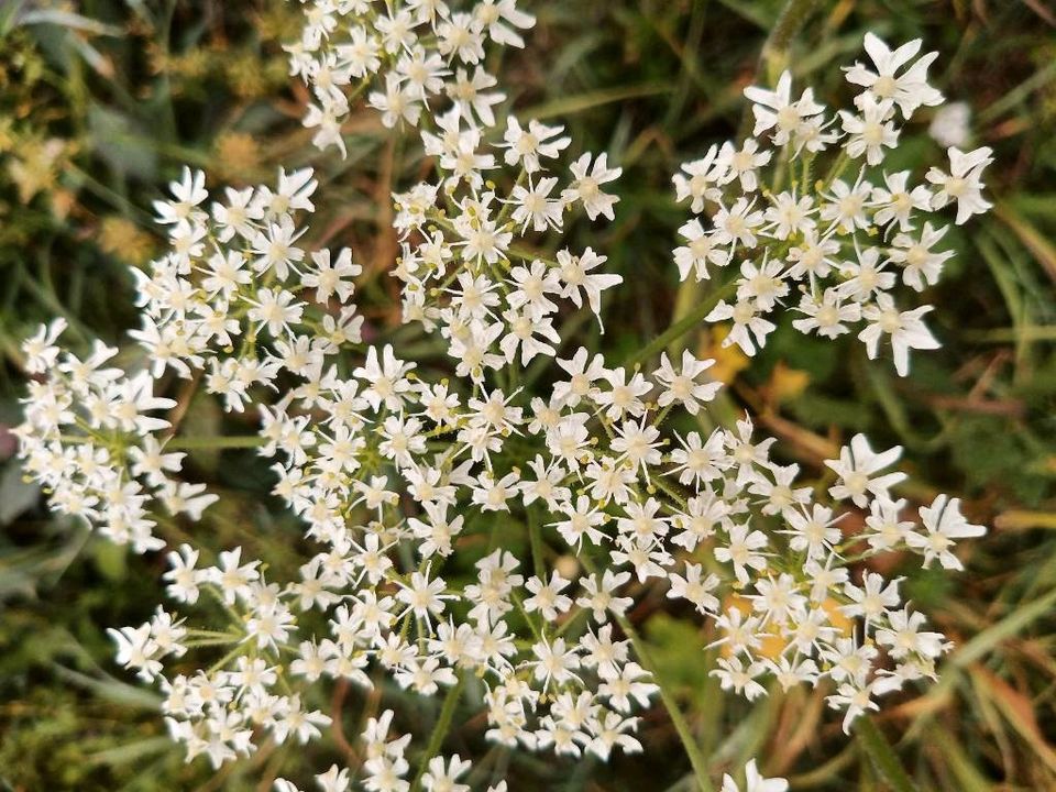 Bärenklau Samen Blüten Tee Bio Garten Pflanze Kräuter • BtBj in  Baden-Württemberg - Neudenau | eBay Kleinanzeigen ist jetzt Kleinanzeigen