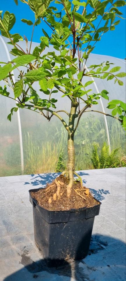 Bonsai,  Eschenbaum , Fraxinus excelsior im 2 Liter Topf in Solingen