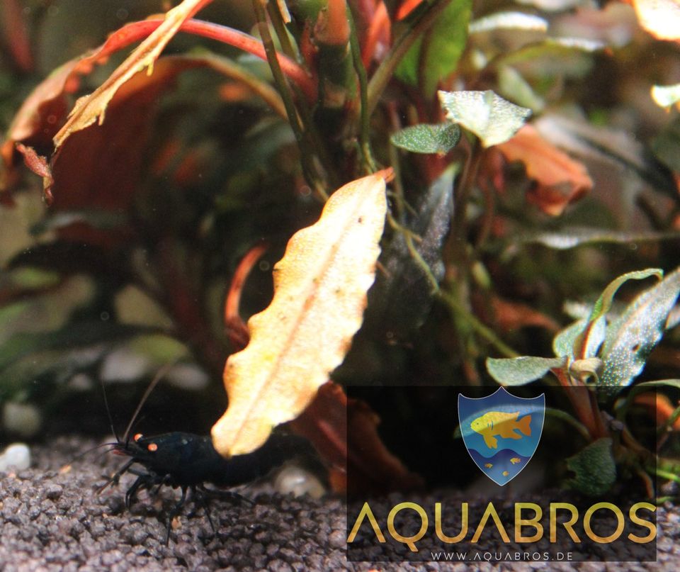 Schwarze Tigergarnele OE (Caridina mariae "black" ) in Dortmund