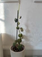 Philodendron Nordrhein-Westfalen - Havixbeck Vorschau