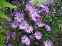 Herbstaster Kissen-Aster 'Herbstgruß vom Bresserhof' dumosus Hessen - Liebenau Vorschau