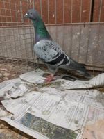 2 Brieftauben mit Abstammung Tauben Nordrhein-Westfalen - Geldern Vorschau