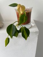Ableger Philodendron Brasiliens hängepflanze Zimmerpflanze Köln - Lindenthal Vorschau