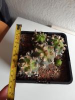 Lophophora Williamsii Nürnberg (Mittelfr) - Mitte Vorschau