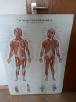 Lernposter, menschliche Muskulatur Hessen - Bruchköbel Vorschau