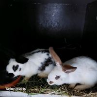 Stallhasen Rammler Riesenmix Kaninchen Hessen - Nüsttal Vorschau