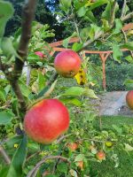 9 junge Obstbäume Nordrhein-Westfalen - Rheine Vorschau