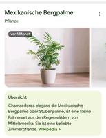 Bergpalme Chamaedorea Elegans Baden-Württemberg - Gärtringen Vorschau