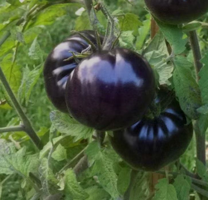 1x BLACK BEAUTY Tomaten Tomatenpflanzen Pflanzen in Hartenstein
