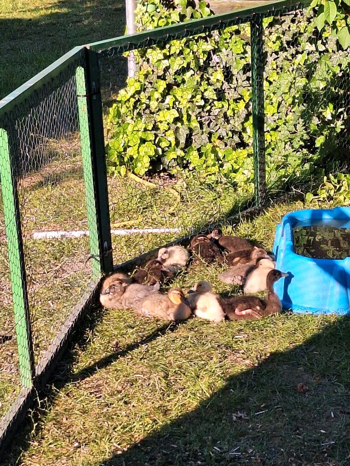 Laufenten suchen ab Mai ein neues zu Hause in Wunstorf