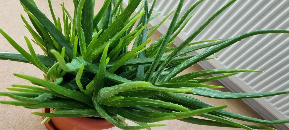 Aloe vera Topfpflanzen Blumentopf groß in Lohfelden