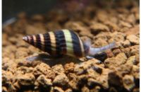 Raubschnecke - Clea helena (Anentome helena) Baden-Württemberg - Esslingen Vorschau