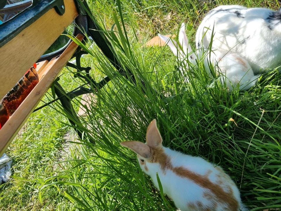 1Bock und 2Häsin in Vlotho