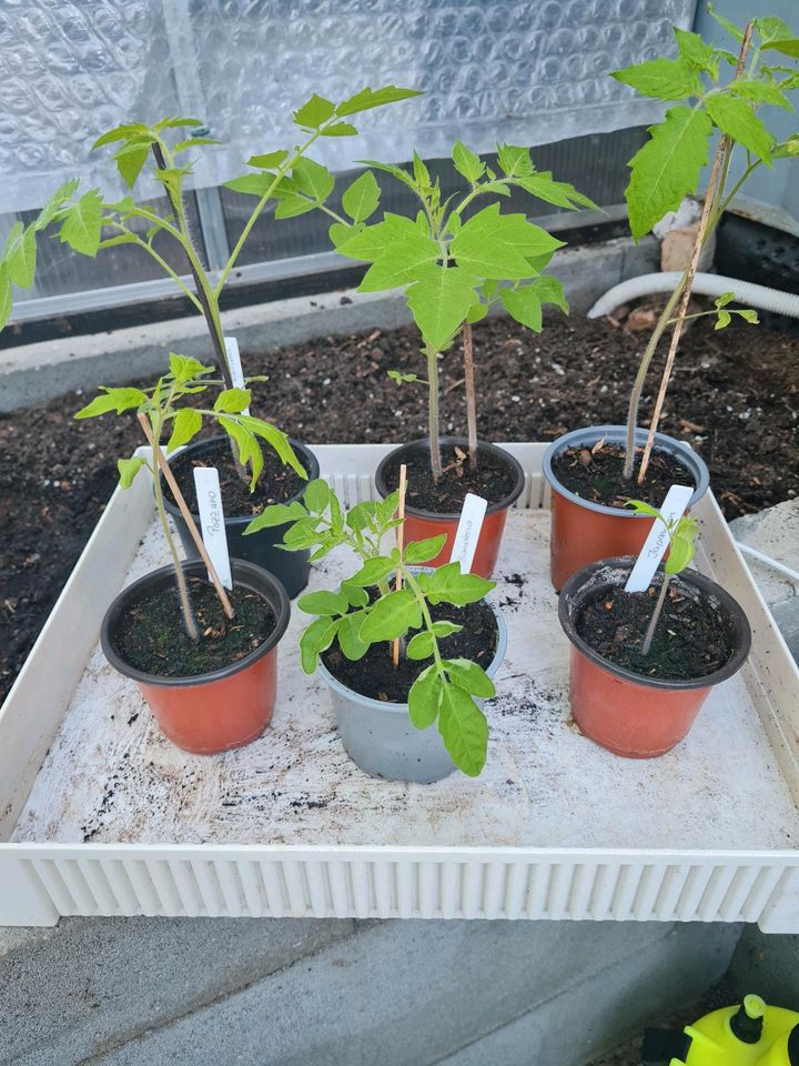 6 Tomatenpflanzen (mal andere Sorten) in Wildenbruch