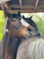 Offenstall für Pony- oder Kleinpferdwallach  frei Brandenburg - Bergholz Rehbrücke Vorschau