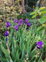 Schwertlilie Iris "lila" Staude Winterhart Knolle Lilie Bayern - Gersthofen Vorschau
