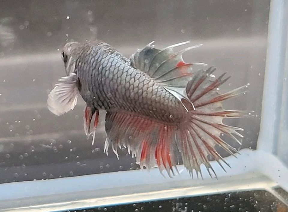 Männchen/ Betta splendens/ Kampffisch/ CTDE/ Crowntail Dumbo in Blönsdorf