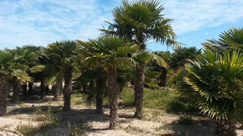 Winterharte Palmen Hanfpalme Trachycarpus Fortunei, Olivenbäume in Dortmund