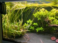 Wasserpflanzen Vallisneria Gigantea Ludwigia repens Bayern - Hersbruck Vorschau