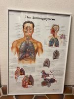 Poster mit Rahmen Atmungssystem Hessen - Linsengericht Vorschau