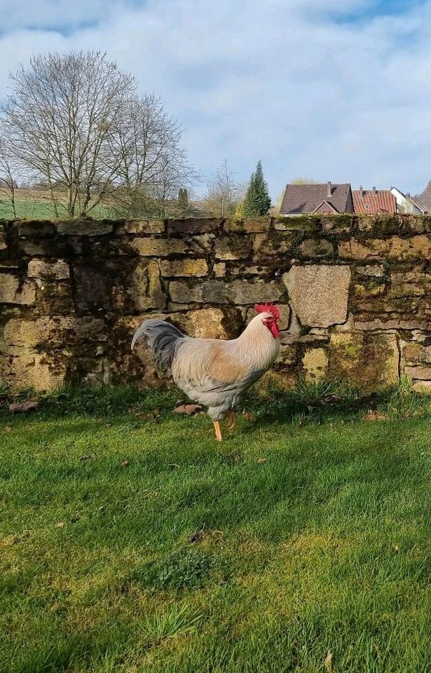 2 Hähne: große Welsumer in perlgrau-orangenfarbig in Barntrup