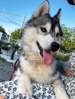 Husky Askan sucht sein Zuhause Rheinland-Pfalz - Germersheim Vorschau