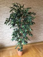 Künstlicher Ficus Benjamini Birkenfeige 1,70 Sachsen - Auerbach (Vogtland) Vorschau