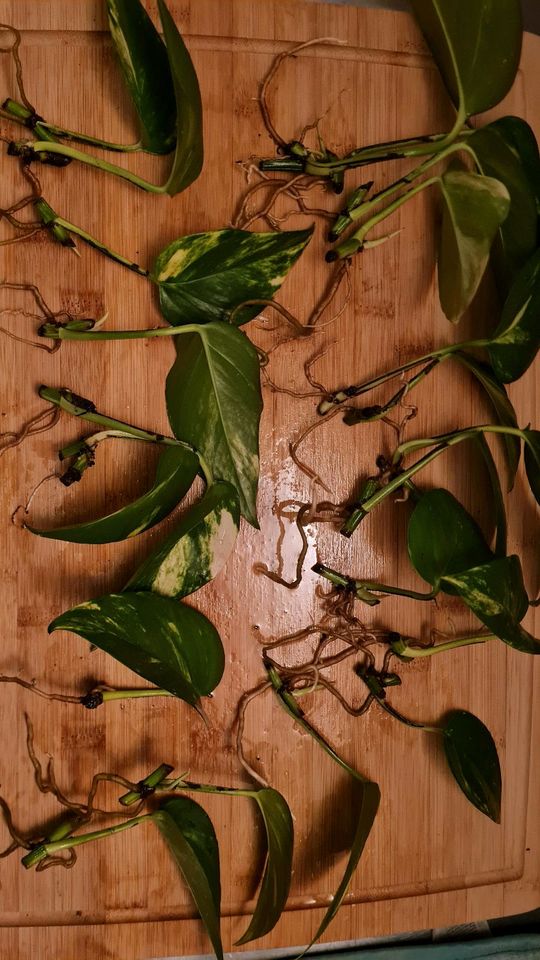 40 Ableger Efeutute Epipremnum Aureum mit Wurzeln in Dortmund