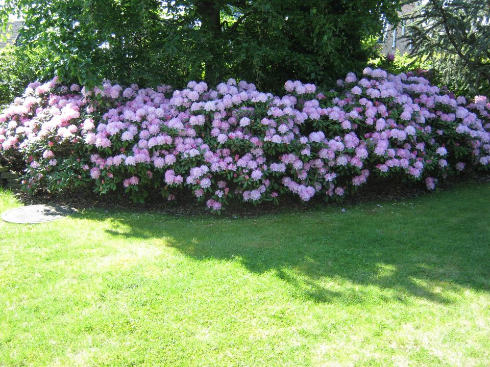 Vertikutieren - Gartenpflege in Halstenbek