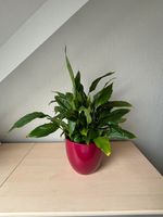 ☆ Spathiphyllum komplett mit Übertopf ☆ Sachsen-Anhalt - Magdeburg Vorschau