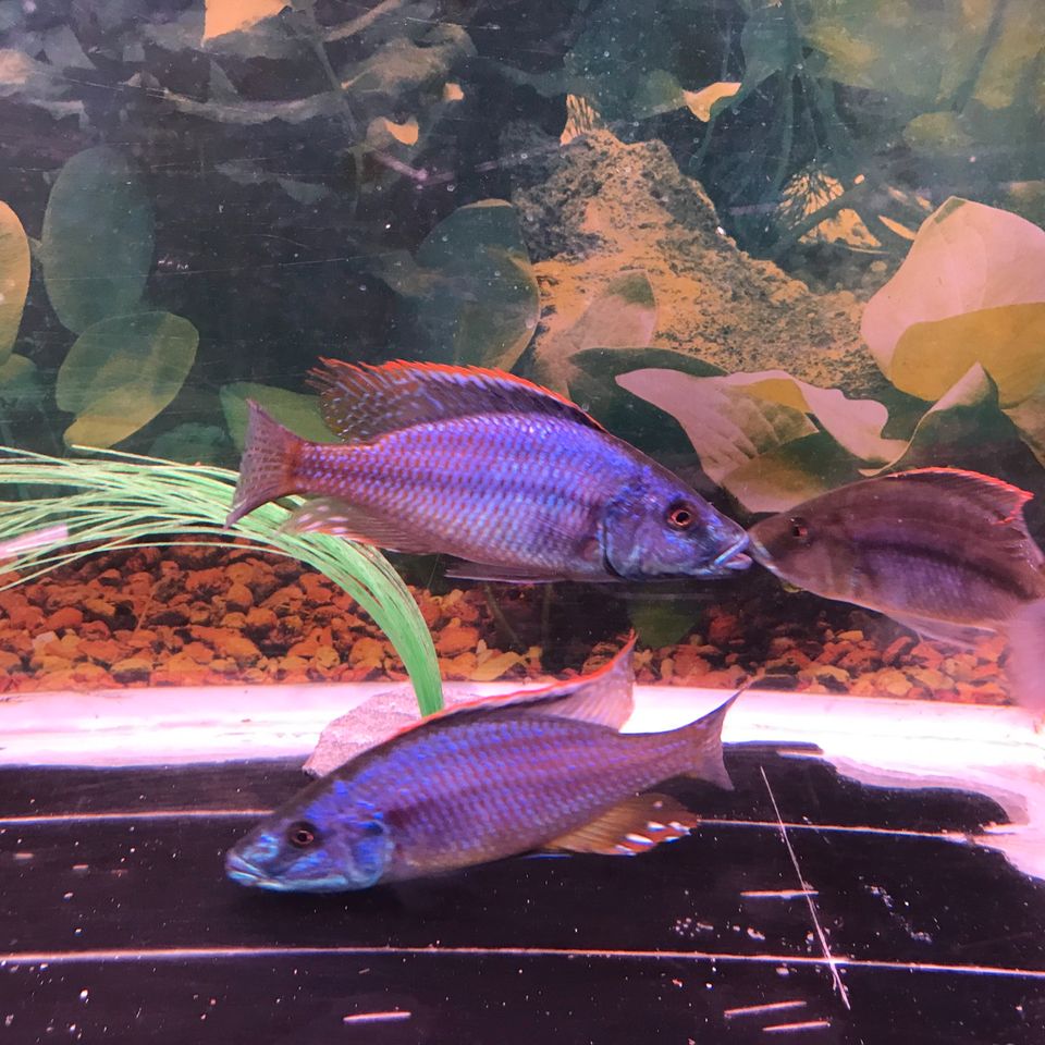 Dimidiochromis Compresizeps in Achstetten